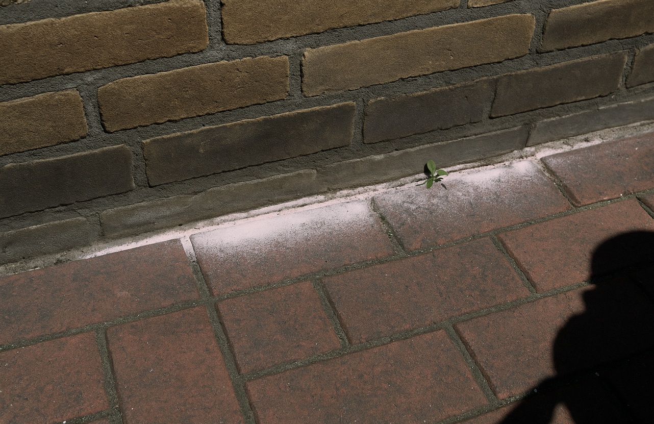  Mierenpoeder strooien